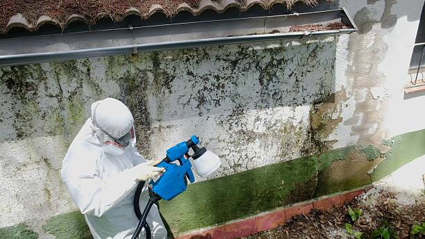 Top rated local Mold Remediation specialists in Lakeland, TN